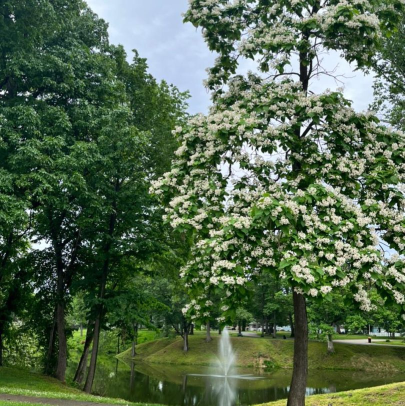 Contact – Taylorville Park District